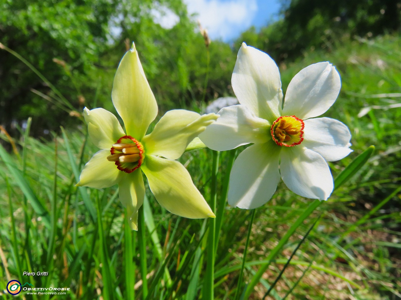 18 Narcissus poeticus (Narcisi...sopravvissuti alla grandinata !).JPG
